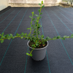 Skalník Dammerov (Cotoneaster Dammeri) ´CORAL BEAUTY´ - výška 10-15 cm, ⌀ 20-40 cm, kont. C2L